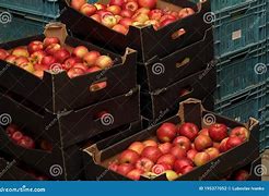 Image result for Apple Fruit Carton
