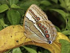 Image result for Sikkim Insects