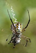 Image result for Carodejnice Spider