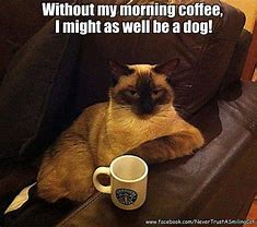Image result for Cat No Makeup Meme Coffee