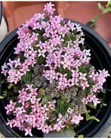 Image result for Asperula gussonii