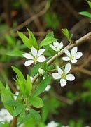 Image result for Spiraea thunbergii