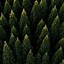 Image result for Forest iPhone 11-Screen