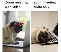 Image result for Zoom Animal Memes