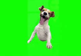 Image result for Dog Laughing Meme Sound Effect