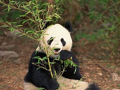 Image result for Giant Panda Adaptations