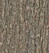 Image result for Dark Tree Wood Texture