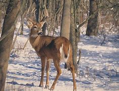 Image result for Deer Hunting NY