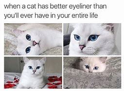 Image result for Eye Liner Cat Meme