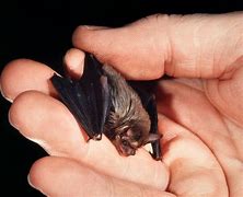 Image result for Bumblebee Bat Babies