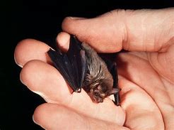 Image result for Bumblebee Bat Smallest Mammal