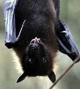 Image result for Fruit Bat Ears