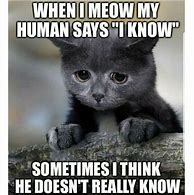 Image result for Cat Saying Meow Meme
