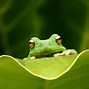 Image result for Frog Background for Laptop