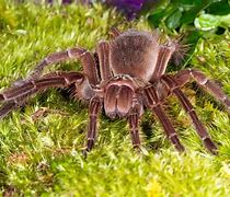 Image result for Biggest Real Spider