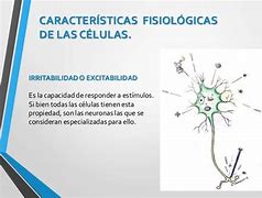 Image result for contractilodad