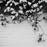 Image result for Aesthetic Flowers Black and White