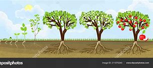 Image result for Apple Tree Seed Seedling Sapling Life Cycle