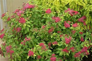 Spiraea japonica DOUBLE PLAY RED に対する画像結果