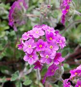 Image result for Androsace sarmentosa watkinsii