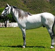 Image result for Sabino Azteca Horse