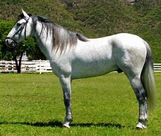 Image result for White Azteca Horse