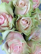 Image result for Pink and Green Rose Aesthetic