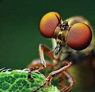 Image result for Macro Lens Nature Pics