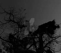 Image result for Spooky Tree Cartoon
