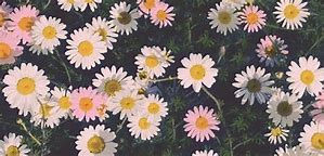 Image result for Pretty iPhone Wallpapers