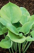 Image result for Hosta Sum Of All
