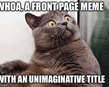 Image result for Grey Cat Meme