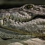 Image result for Crocodile Head Drawing