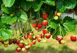 Image result for I Want Some Strawberries