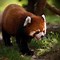Image result for Giant Red Panda