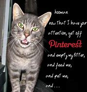 Image result for Neglegcted Cat Meme Template