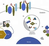 Image result for Proximity Labeling