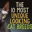 Image result for Cool Cat Breeds