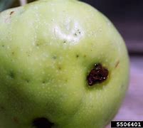 Image result for Maggots in Apple Juice