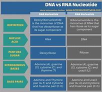 Image result for Difference Between Gene and DNA