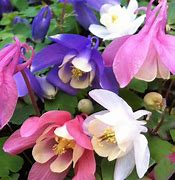 Image result for Aquilegia flabellata Red and White