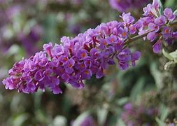 Image result for Buddleja davidii Blue Chip