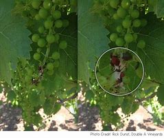 Image result for Grape Berry Moth