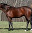 Image result for Dark Brown Thoroughbred Horse
