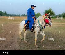 Image result for Punjabi Horse