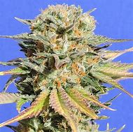 Image result for Richie Rich THC