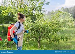 Image result for Spraying Apple Trees in Spring