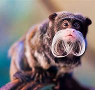 Image result for Unknown Animals in the World