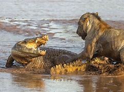 Image result for Lion vs Crocodile