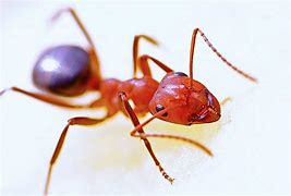 Image result for Red Fire Ants